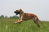 DOGUE ALLEMAND 500